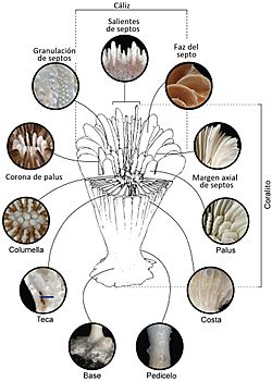 Archivo:Estructura de coralito. Caryophyllia ZooKeys-227-001-g001