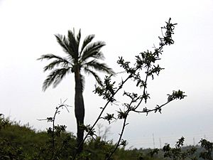 Archivo:Fabaceae - Adesmia balsamica Bertero ex Colla (Fundación JBN de Viña del Mar) -003