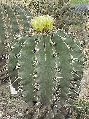 Archivo:Ferocactus echidne0