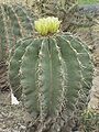 Ferocactus echidne0