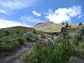 Flora del volcán
