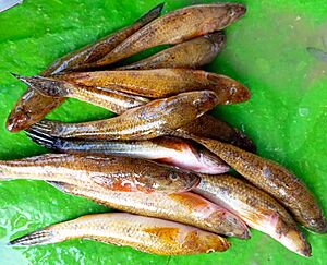 Archivo:Gangetic tank goby