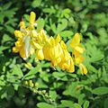 Genista canariensis-IMG 0412