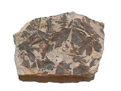 Archivo:Ginkgo huttoni fossile-jurassique 0