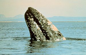 Archivo:Gray whale