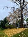 Hojas Ginkgo