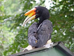 Hornbill.jpg