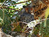 Horned Owl (Bubo virginianus)