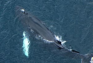 Archivo:Humpback Whale, blowholes