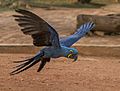 Hyacinth macaw (Anodorhynchus hyacinthinus) in flight