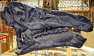 Archivo:Iguanodon skull