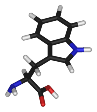 L-tryptophan-3D-sticks.png