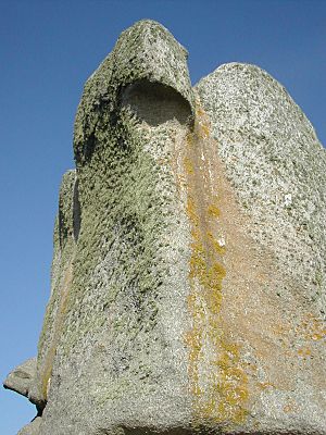 Archivo:Lichenes rock Meneham ecological niches dscn1884