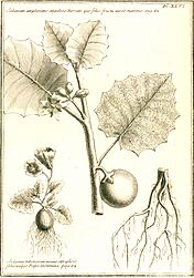 Archivo:Louis Feuillée-Solanum macrocarpum