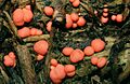 Lycogala epidendrum.2009