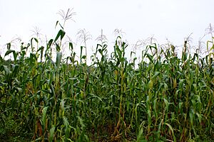 Archivo:Maices en la milpa