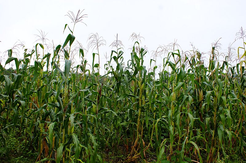 Maices en la milpa