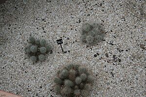 Archivo:Mammillaria Setispina & Mexico (1) (11983607356)