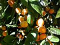Mandarin tree closeup