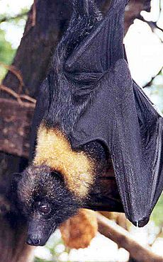 Archivo:Mariana Fruit Bat