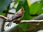 Archivo:Mosquero Copetón, Tufted Flycatcher, Mitrephanes phaeocercus (9433280056) (cropped)