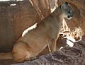 MountainLion