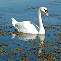 N2 swan3