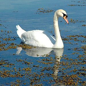Archivo:N2 swan3