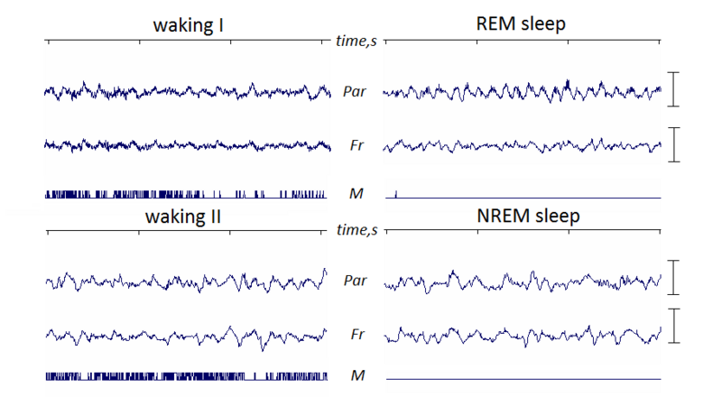 Normal EEG of mouse