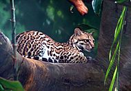 Archivo:Ocelot 01