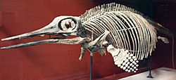 Archivo:OphthalmosaurusIcenius-NaturalHistoryMuseum-August23-08