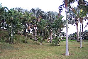 Archivo:Palmetum de Santa Cruz de Tenerife