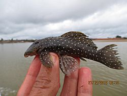 Parancistrus nudiventris.jpg