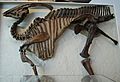Parasaurolophus walkeri