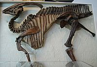 Archivo:Parasaurolophus walkeri