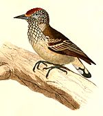 Archivo:Picumnus albosquamatus 1847