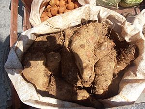 Archivo:Root vegetables "Malanga" and potatoes at Cuban street market