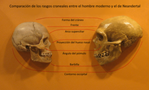 Archivo:Sapiens neanderthal comparison ES