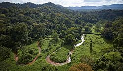 Selva tropical en la biosfera de el rio plátano Honduras.jpg