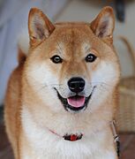 Shiba inu taiki