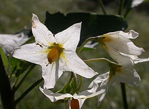 Archivo:Solanum douglasii 2005-03-15