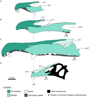 Archivo:Spinosaurid cranial remains diagram