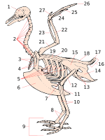 Archivo:Squelette oiseau