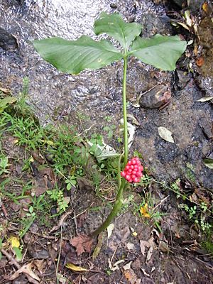 Archivo:Summer jack in the pulpit