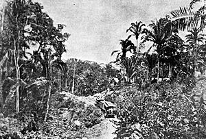 Archivo:Tramoselvatico