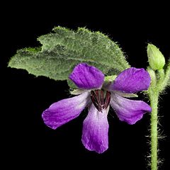 Tremandra stelligera - Flickr - Kevin Thiele.jpg