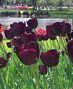 Tulips (Black Horse hybrid cultivar)