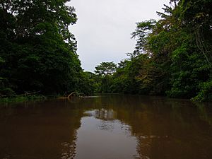 Archivo:View of Caño Negro Wildlife Reserve