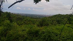 Archivo:Vista desde Altos de Pedregal la ciudad de Panamá