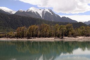 Archivo:尼洋河风光 - panoramio (5)
